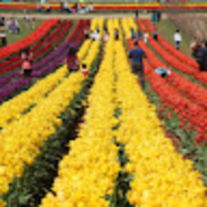 Meet your Posher, Sonia